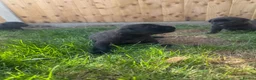 Mixed Breed dogs for sale: LAST PUP AVAILABLE  - Advert 11