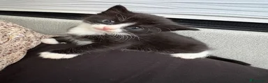 Domestic Shorthair Kitten 3