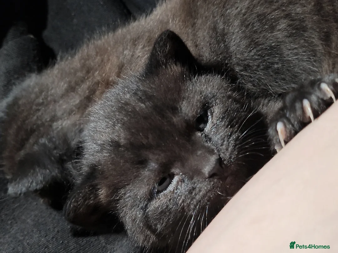 Bombay cats for sale: Adorable Black Kittens – Ready Now 🐾 in Cardiff - Advert 14
