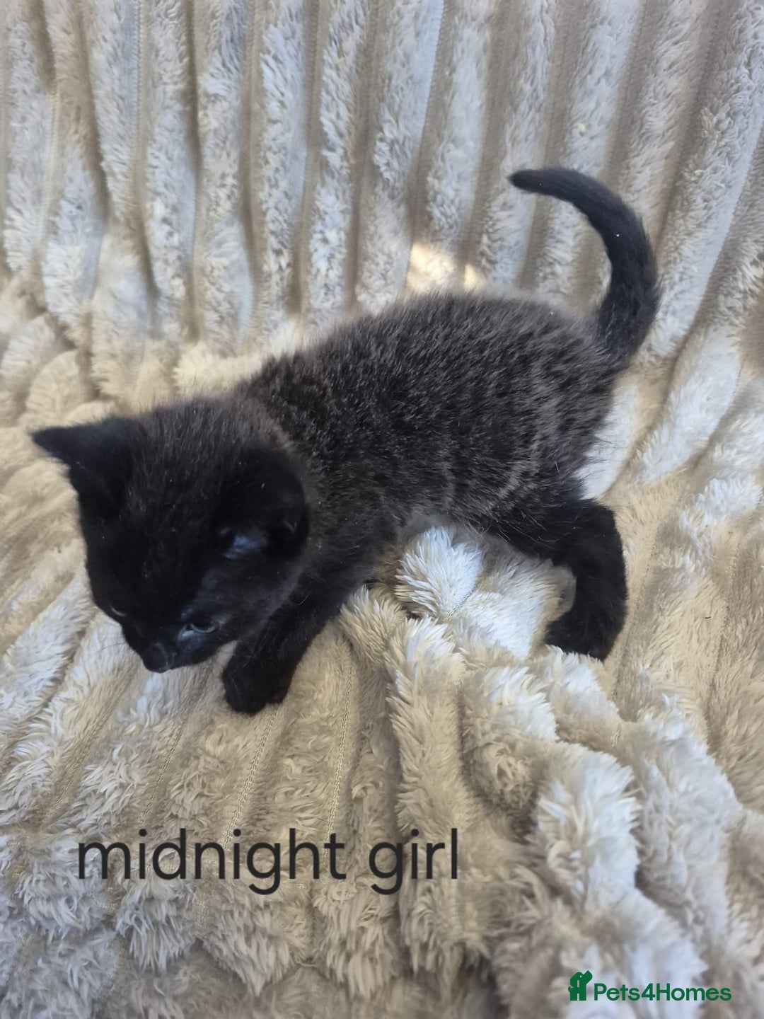 Mixed Breed cats for sale: Unusual litter for sale. 3 LEFT - Advert 3