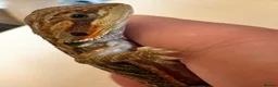 Bearded Dragon reptiles for sale: stunning baby bearded dragons  - Advert 2