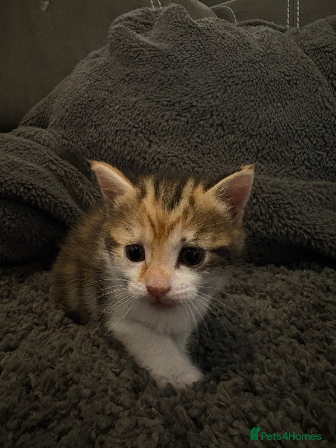 Mixed Breed cats for sale: 2 female calico kittens - Image 4
