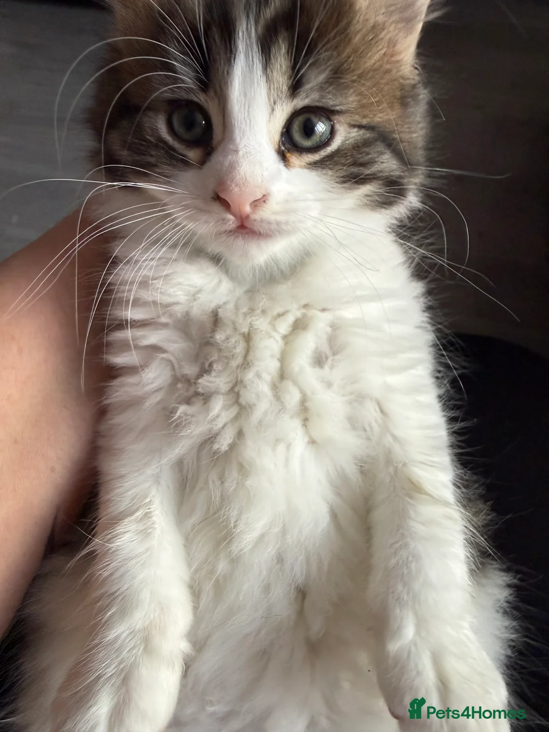 Ragcoon cats for sale: RAGCOONS  - Advert 4