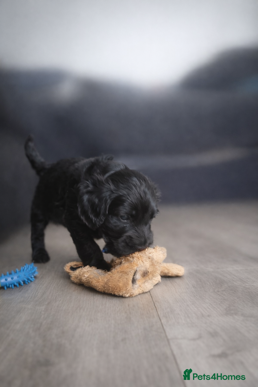 Mixed Breed dogs 🐾 Cocker Spaniel × Jack Russell Family Puppies - Advert 2