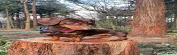 Dachshund dogs for sale: One charming little boy left!! 💚 - Advert 21