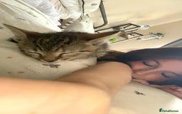 Bengal cats for sale: beautiful bengal kitten  - Image 12
