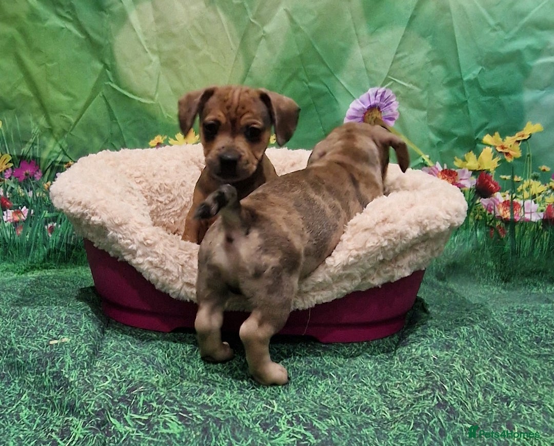 Mixed Breed dogs for sale: Dapple Dachshund mixed breed pups  - Image 7