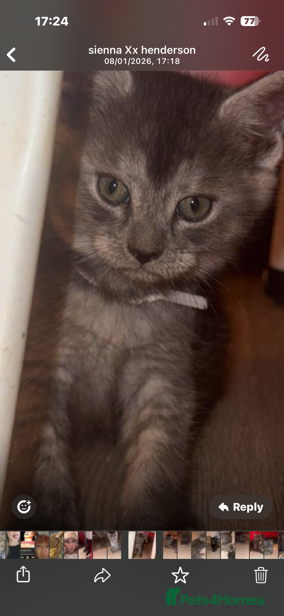 Mixed Breed cats for sale: Mainecoon cross - Advert 13