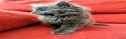 Mixed Breed cats for sale: Stunning Fluffy Kittens  - Advert 37