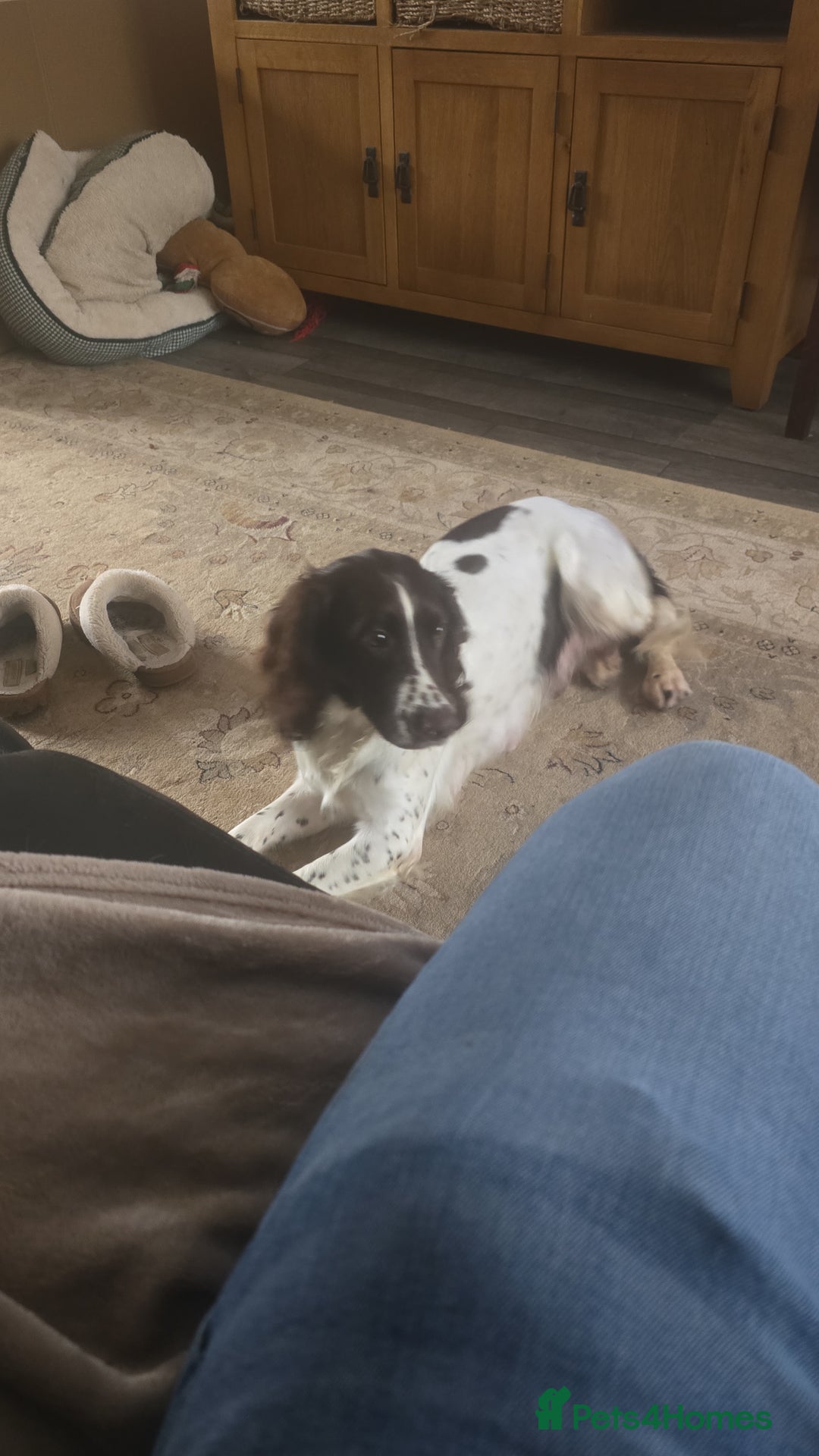 English Springer Spaniel dogs for sale: English Springer Spaniel liver & white pups - Advert 20