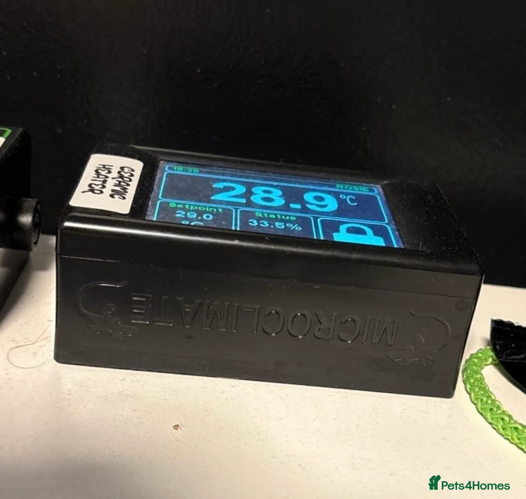 Python Snake reptiles for sale: Adult female may be enchi butter ball python - Advert 14