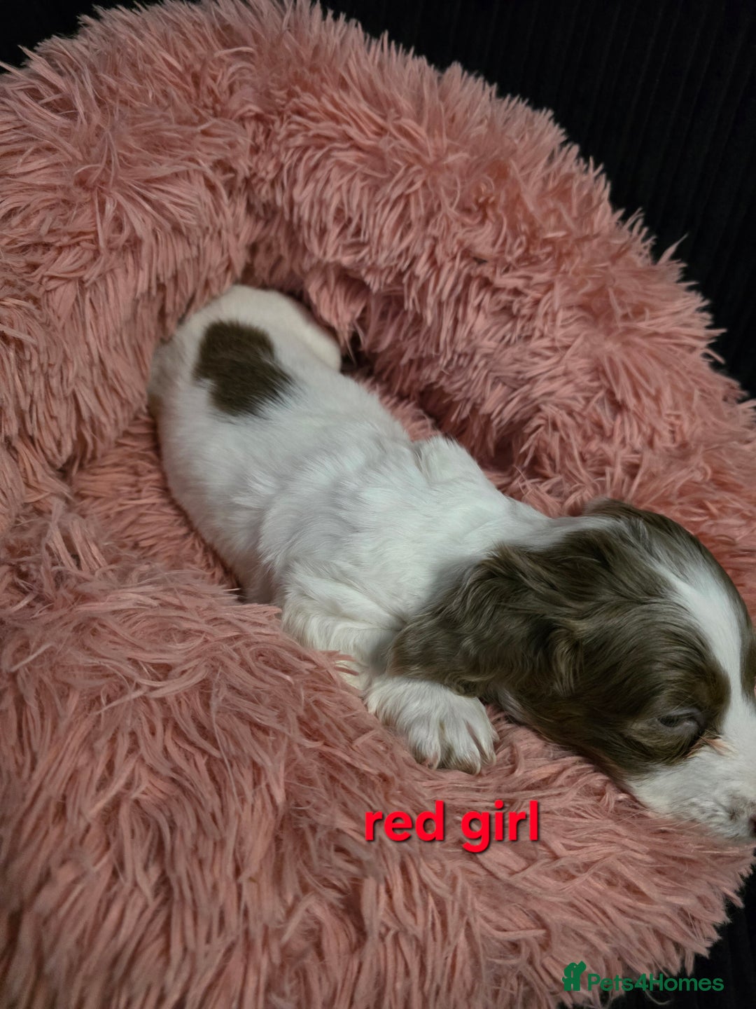 Miniature Dachshund dogs for sale: Isabella tan piebald long hair miniature dachshund - Advert 15