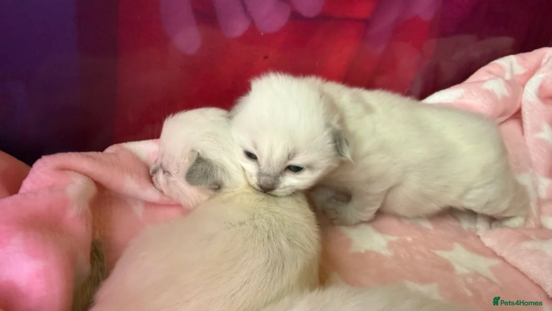 Ragdoll cats for sale: Stunning Blue Colourpoint Mitted female kittens - Advert 6
