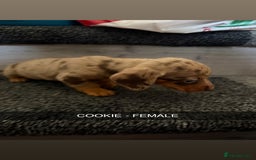 Dachshund dogs for sale: Dachshunds 4x Male 3x Female - Image 6