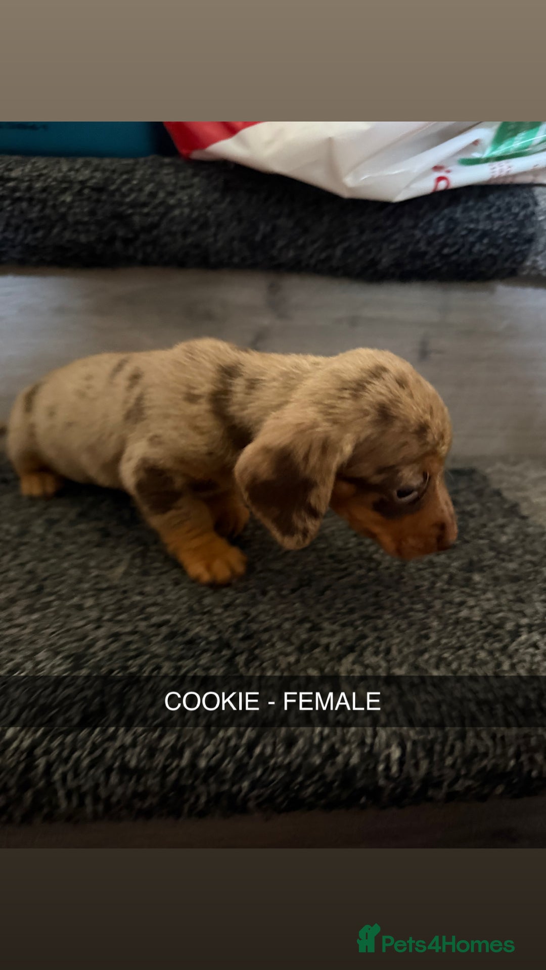 Dachshund dogs for sale: Dachshunds 4x Male 3x Female - Image 6