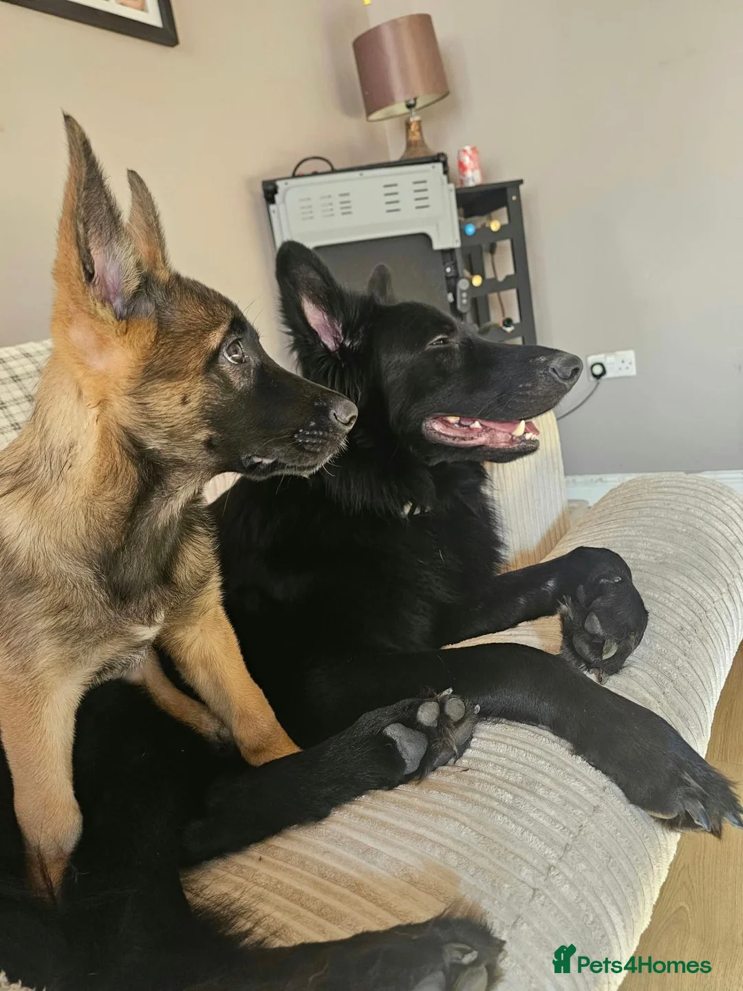 Mixed Breed dogs for sale: German sheperd x Belgium Mallinois (10 weeks) - Advert 2