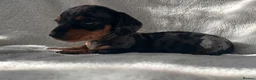Miniature Dachshund dogs for sale: Bubbles and Oreo  - Advert 9