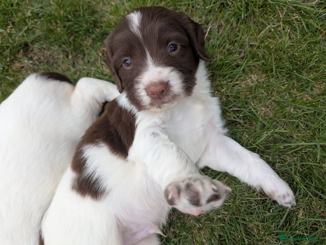 English Springer Spaniel dogs for sale: KC registered, Springer spaniel puppies  - Image 10