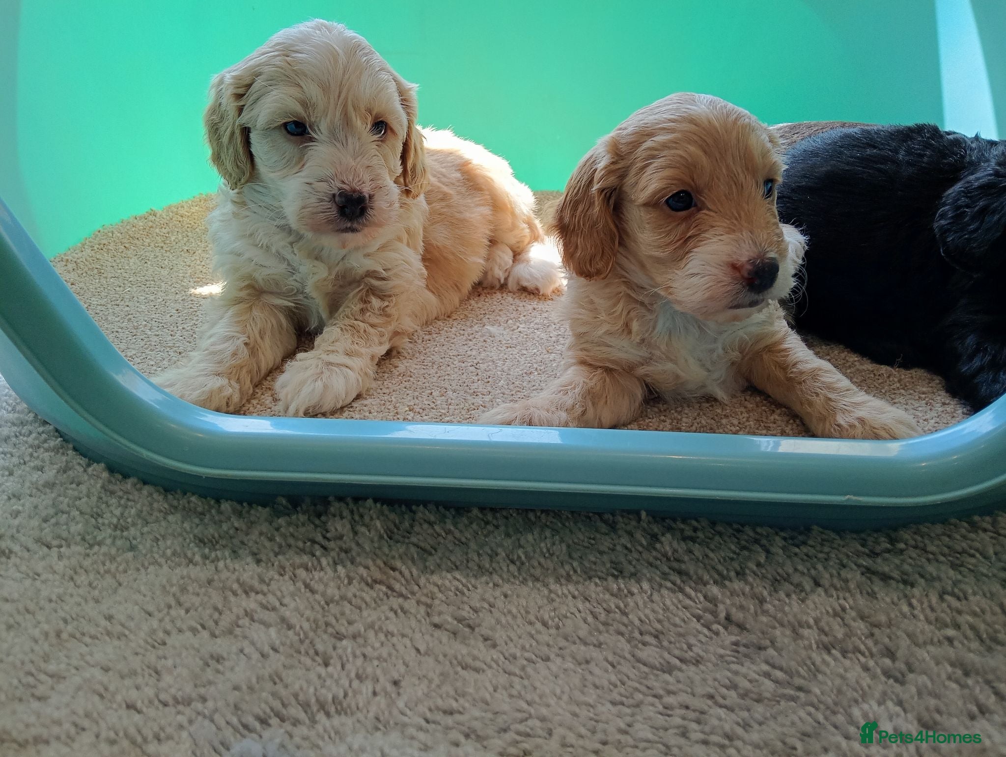 Cockapoo dogs P,r,a clear cockapoo f1 - Advert 6