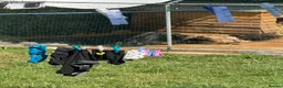 Mixed Breed livestock for sale: Mix bread ducks  - Advert 4