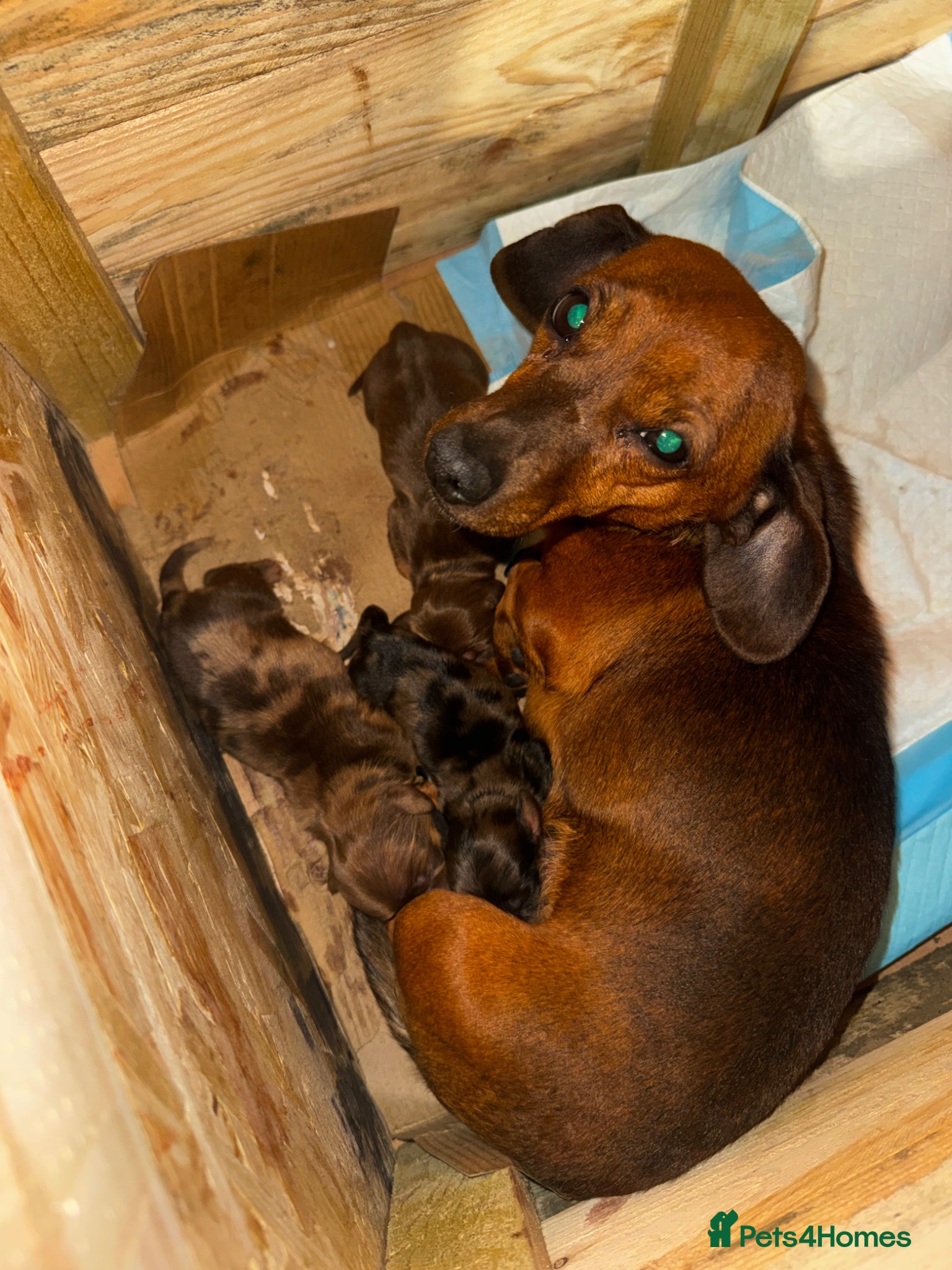 Dachshund dogs miniature Longhaired dappled dachshund puppies  - Advert 1