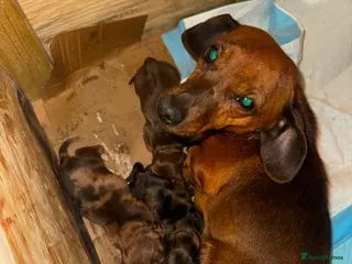 Dachshund dogs miniature Longhaired dappled dachshund puppies - Advert 1