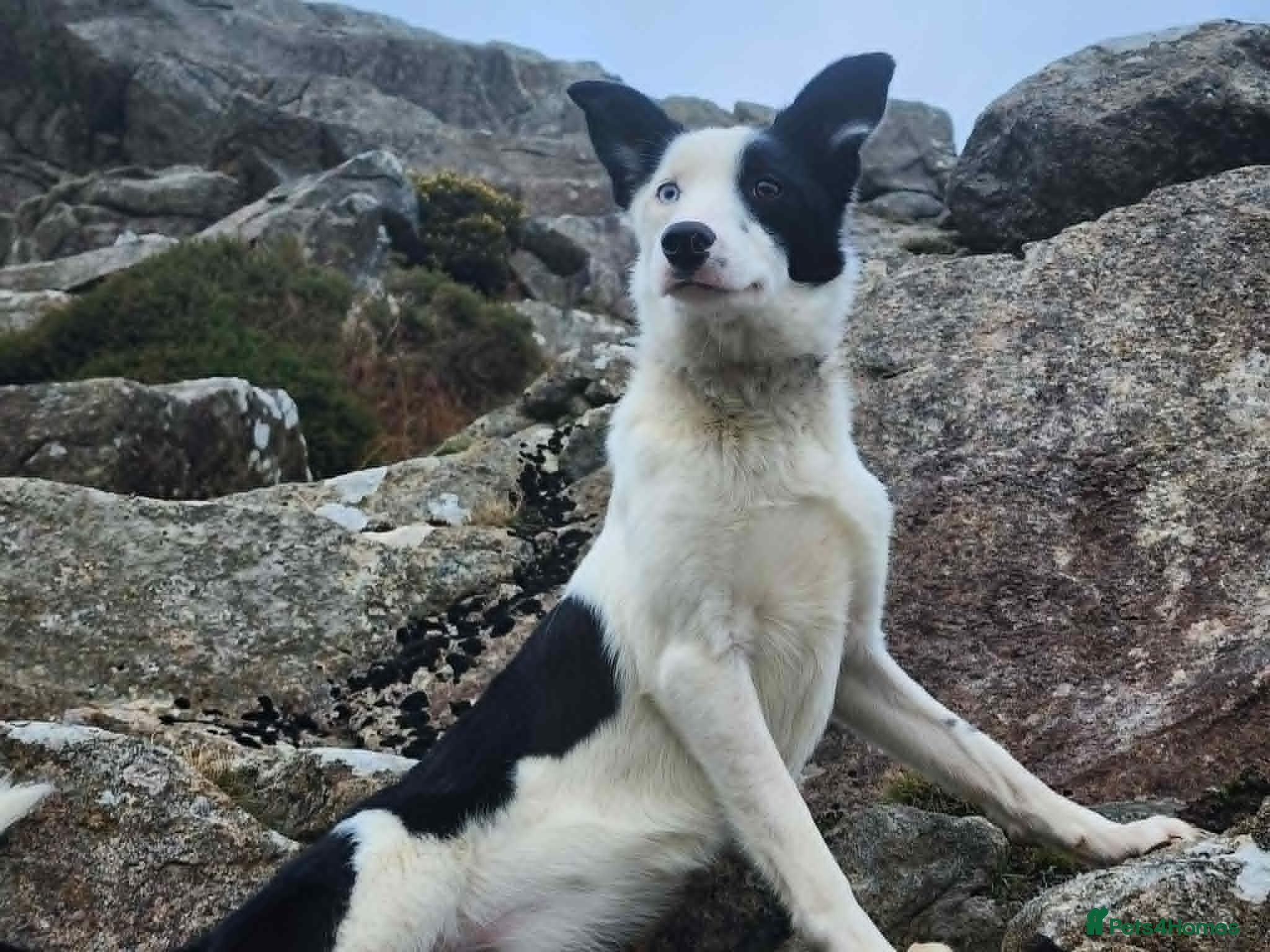 Border Collie dogs for sale: Gorgeous and Playful Border Collie Pup in Crymych - Advert 8
