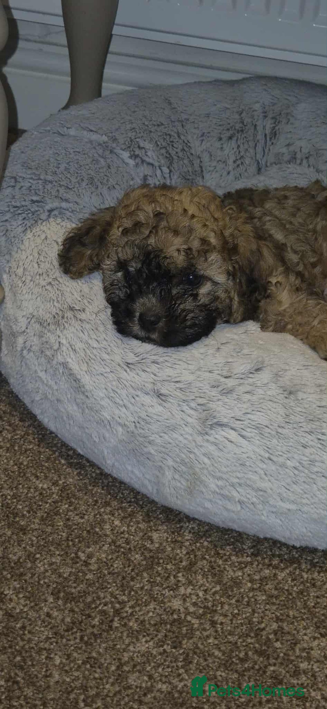 Shihpoo dogs for sale: TEDDYBEAR SHIHPOO PUPPY READY FOR HIS FOREVER HOME - Image 4