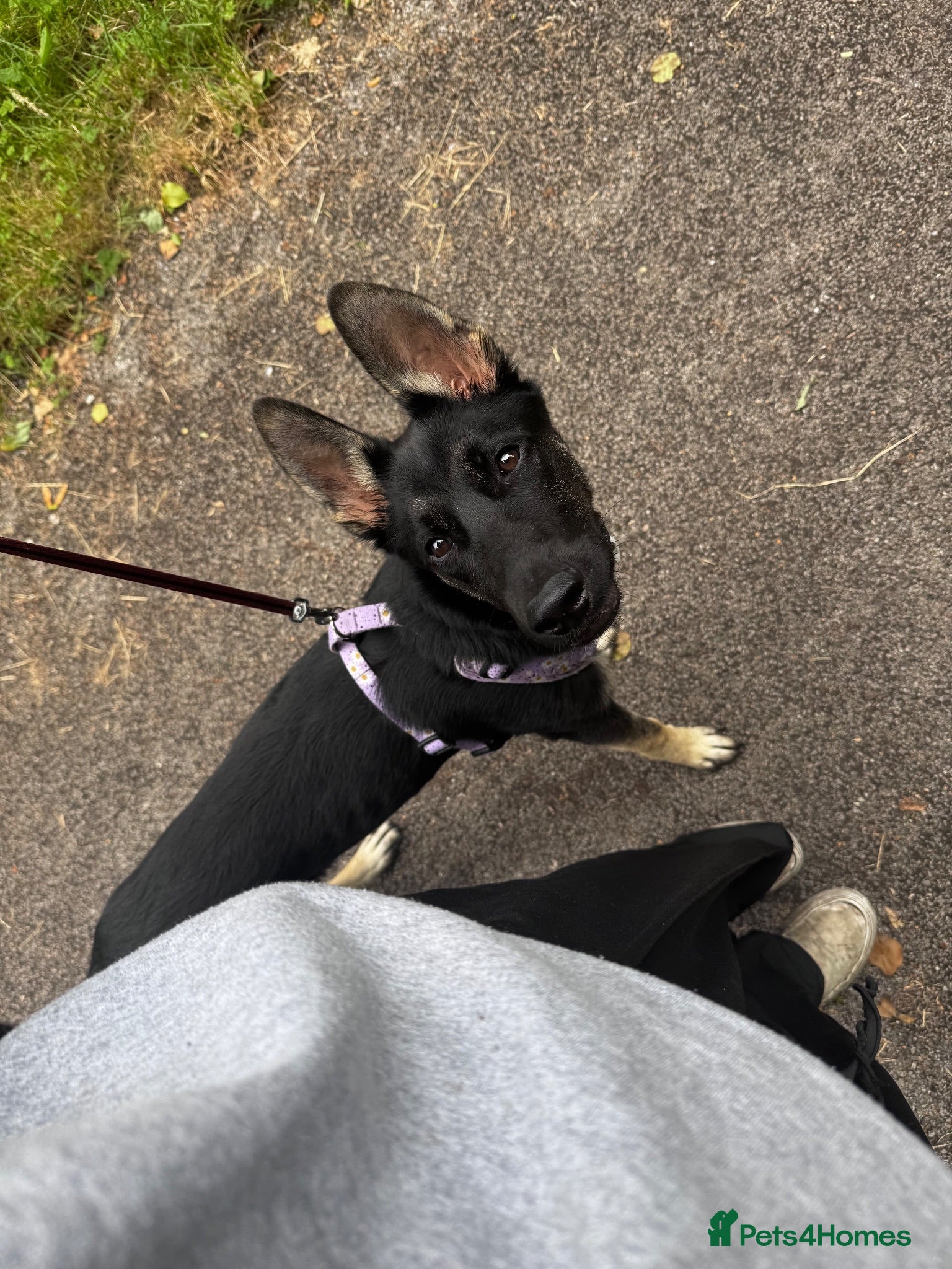 Mixed Breed dogs 7 month old dog For Sale - Advert 6