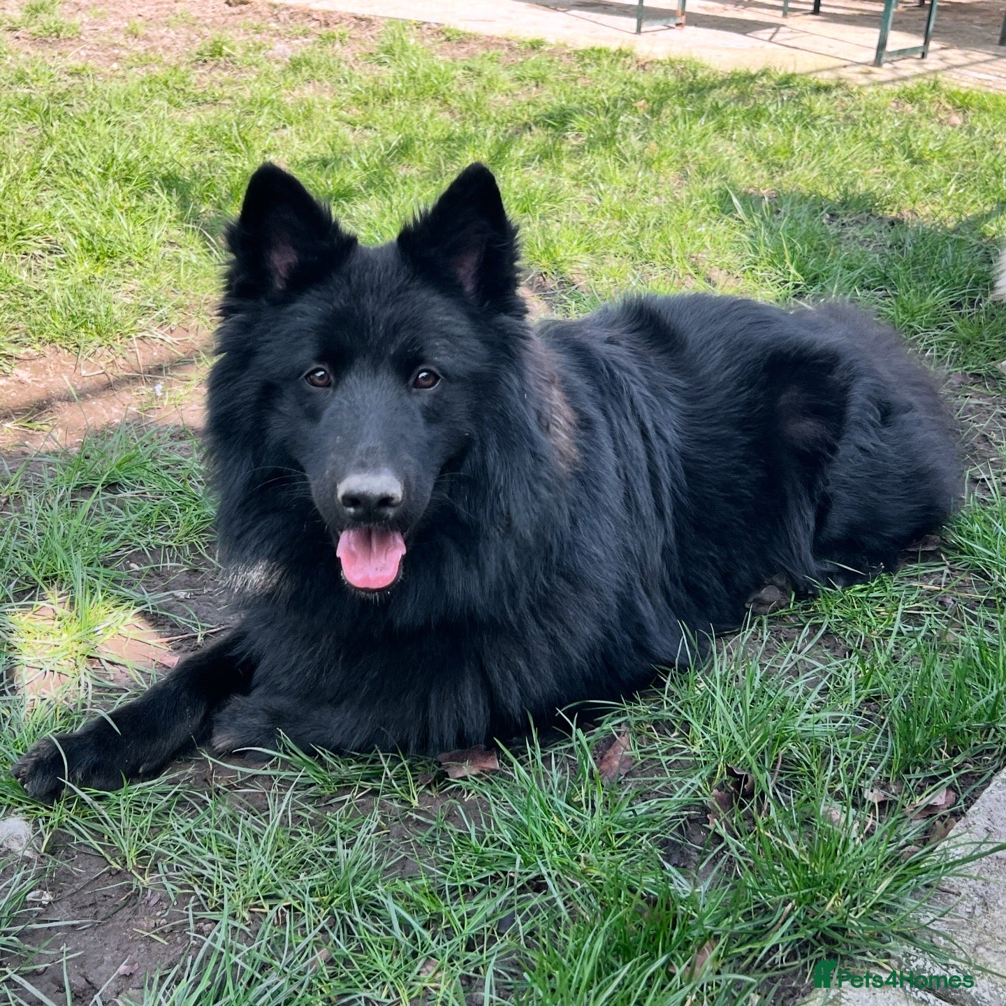 German Shepherd dogs *FREE until Proven* Black Shepherd Dog at Stud - Advert 21