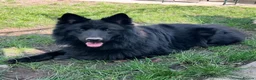German Shepherd dogs for stud: *FREE until Proven* Black Shepherd Dog at Stud - Advert 1