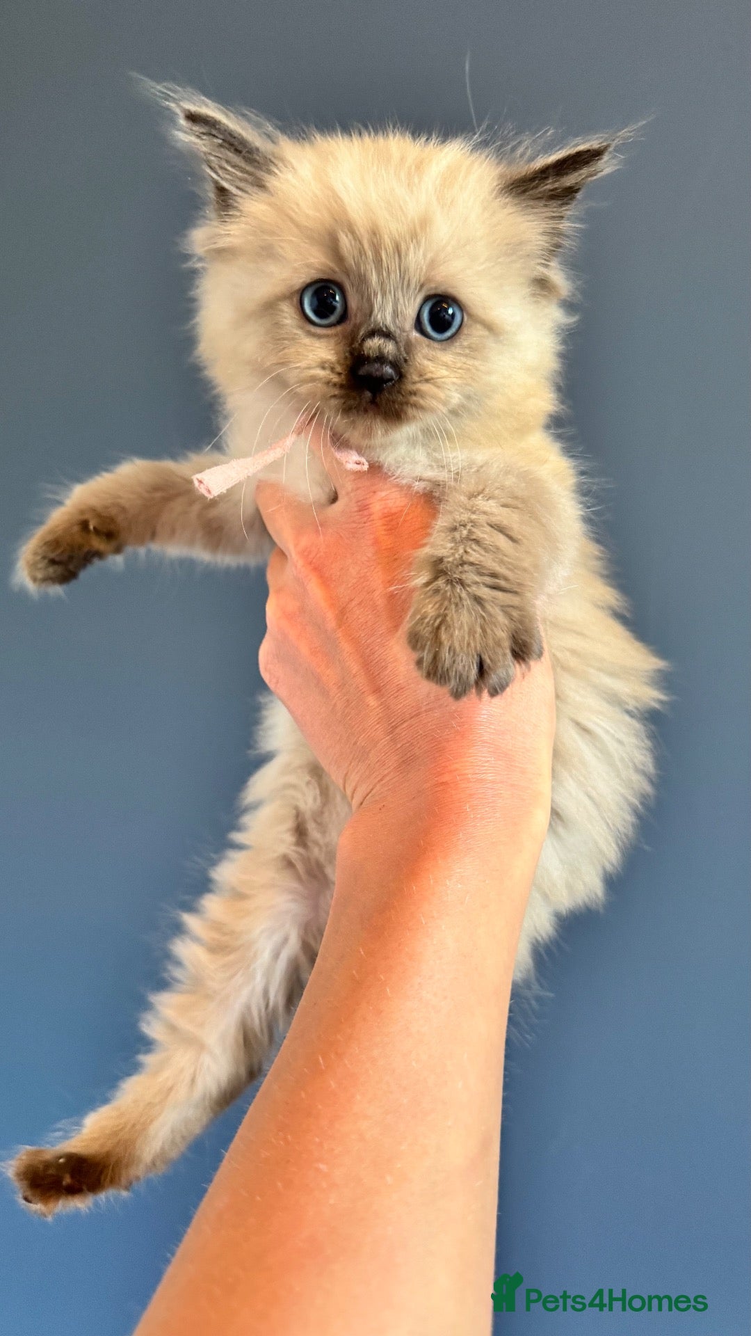 Ragdoll cats for sale: Pedigree Mink Ragdoll Kittens - Advert 1