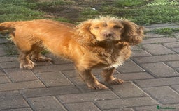 Cocker Spaniel dogs for sale: Cocker spaniels GIRLS  - Image 3