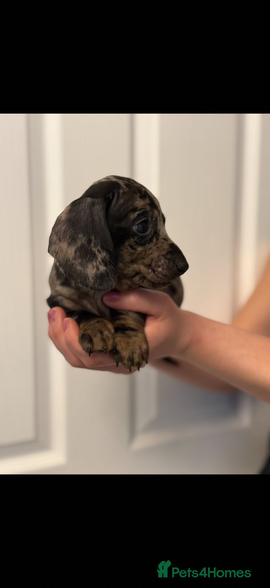 Miniature Dachshund dogs Ministure dachshund  - Advert 9