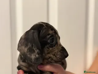 Miniature Dachshund dogs Ministure dachshund - Advert 9