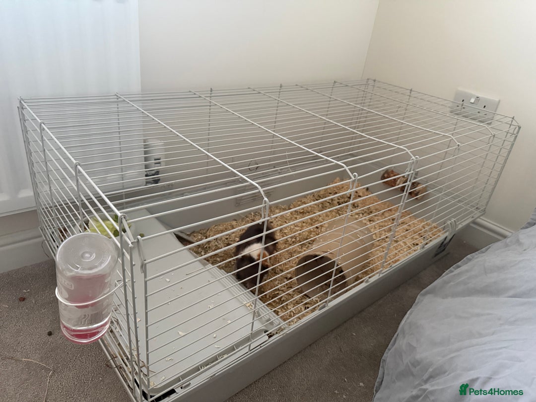 Guinea Pig rodents for sale: Guinea pigs for sale - Advert 10