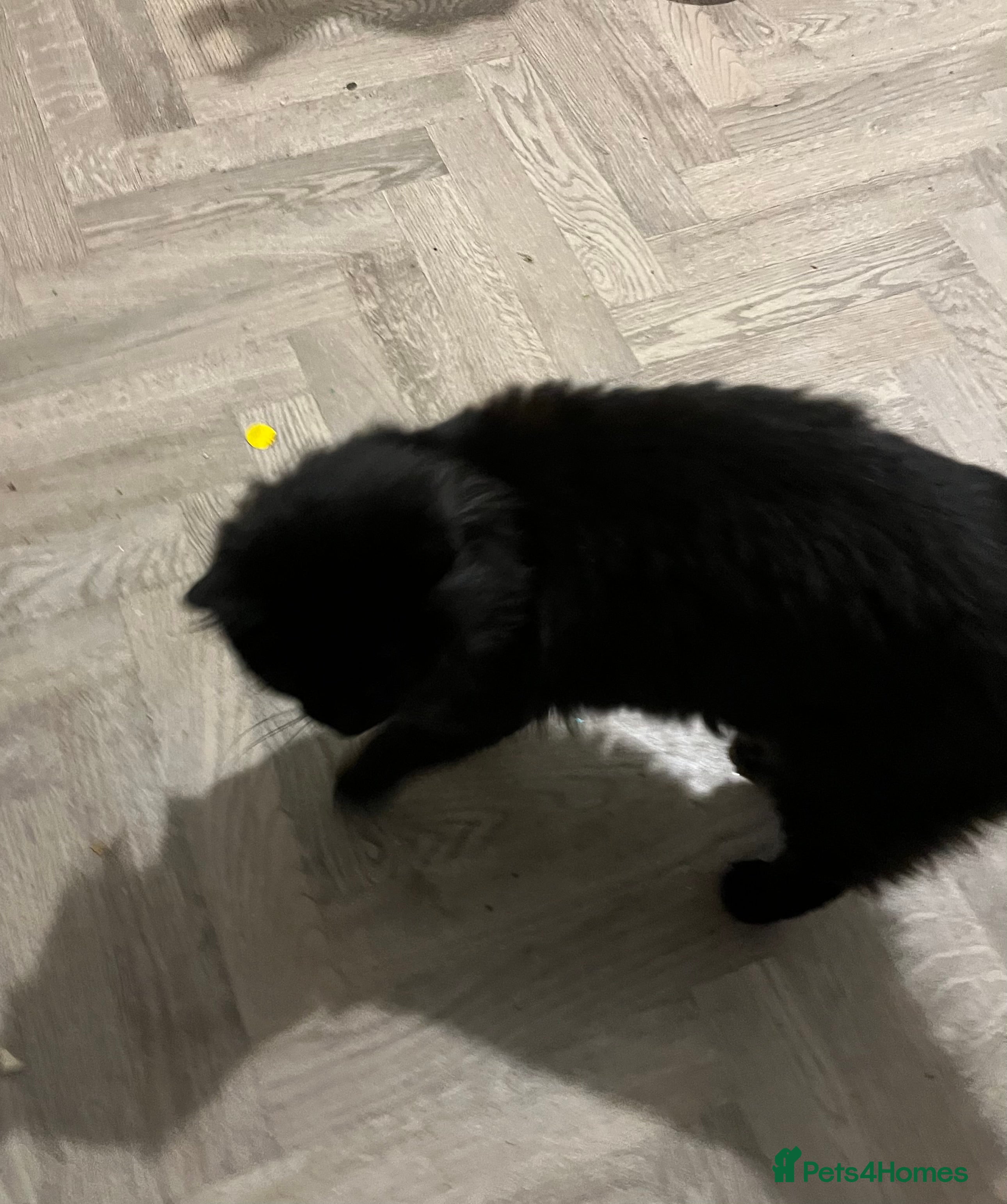 Mixed Breed cats Young fluffy female  - Advert 1