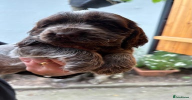 Cocker Spaniel dogs - Advert 2