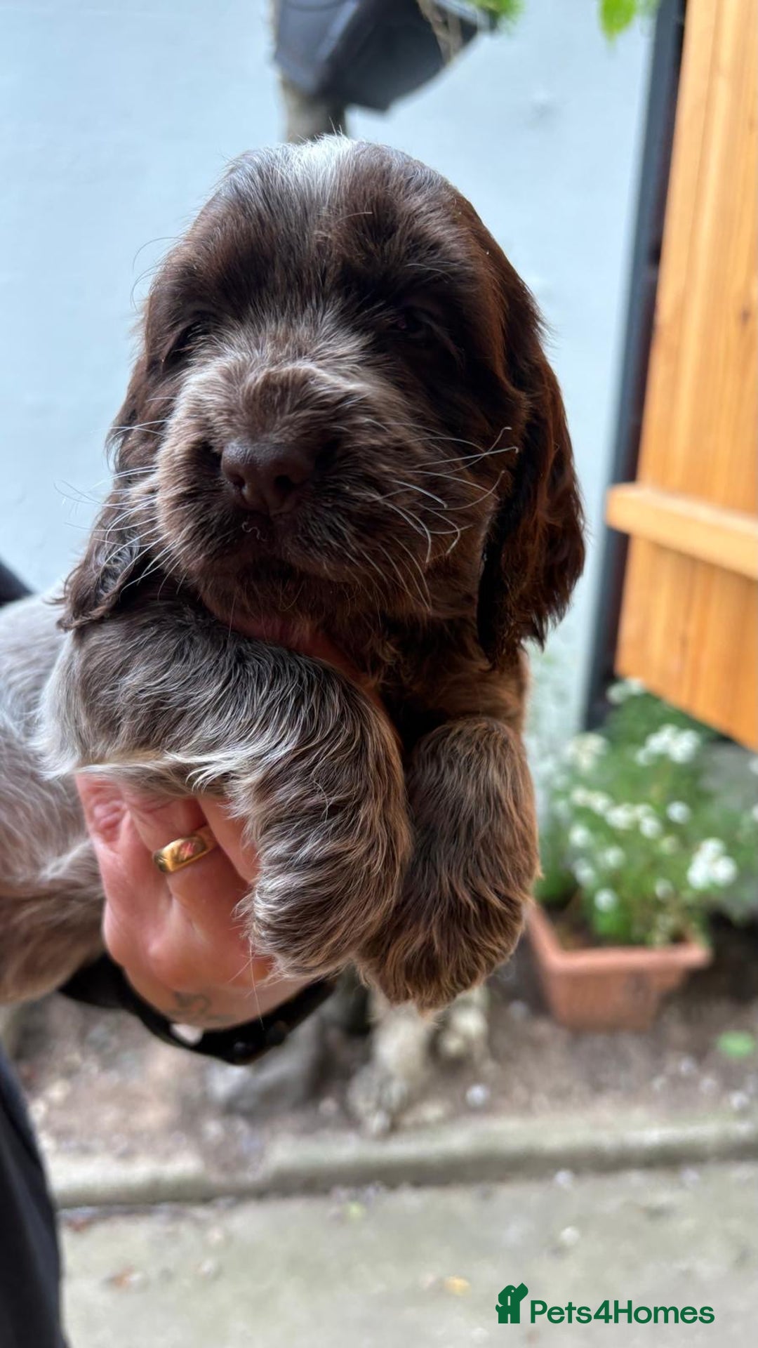Cocker Spaniel dogs for sale: Show cocker spaniels  - Image 3