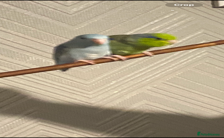 Parrots birds - Advert 2