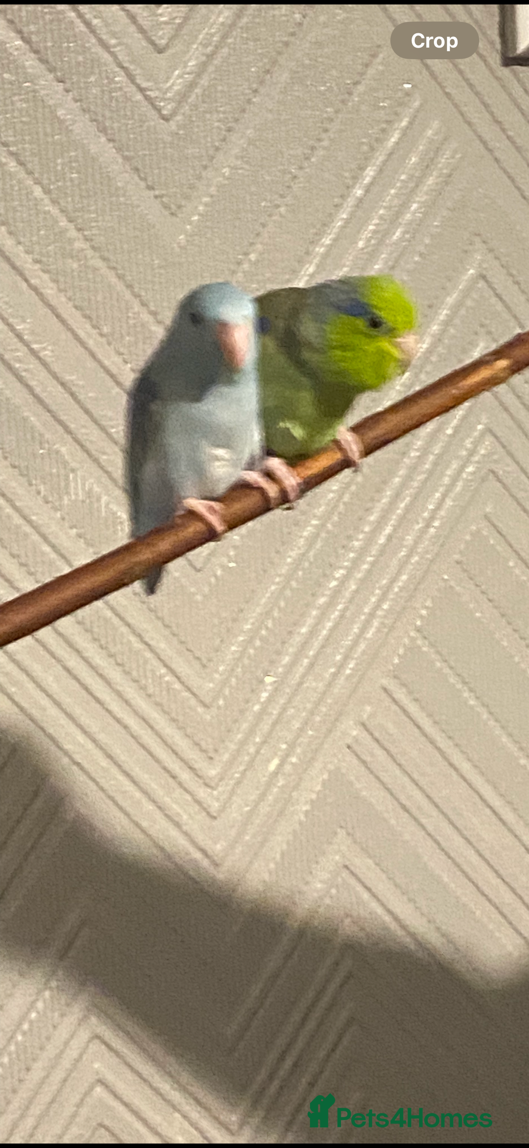 Parrots birds for sale: Blue female parrotlet - Image 1