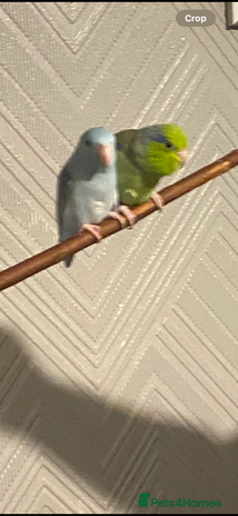 Parrots birds - Advert 5
