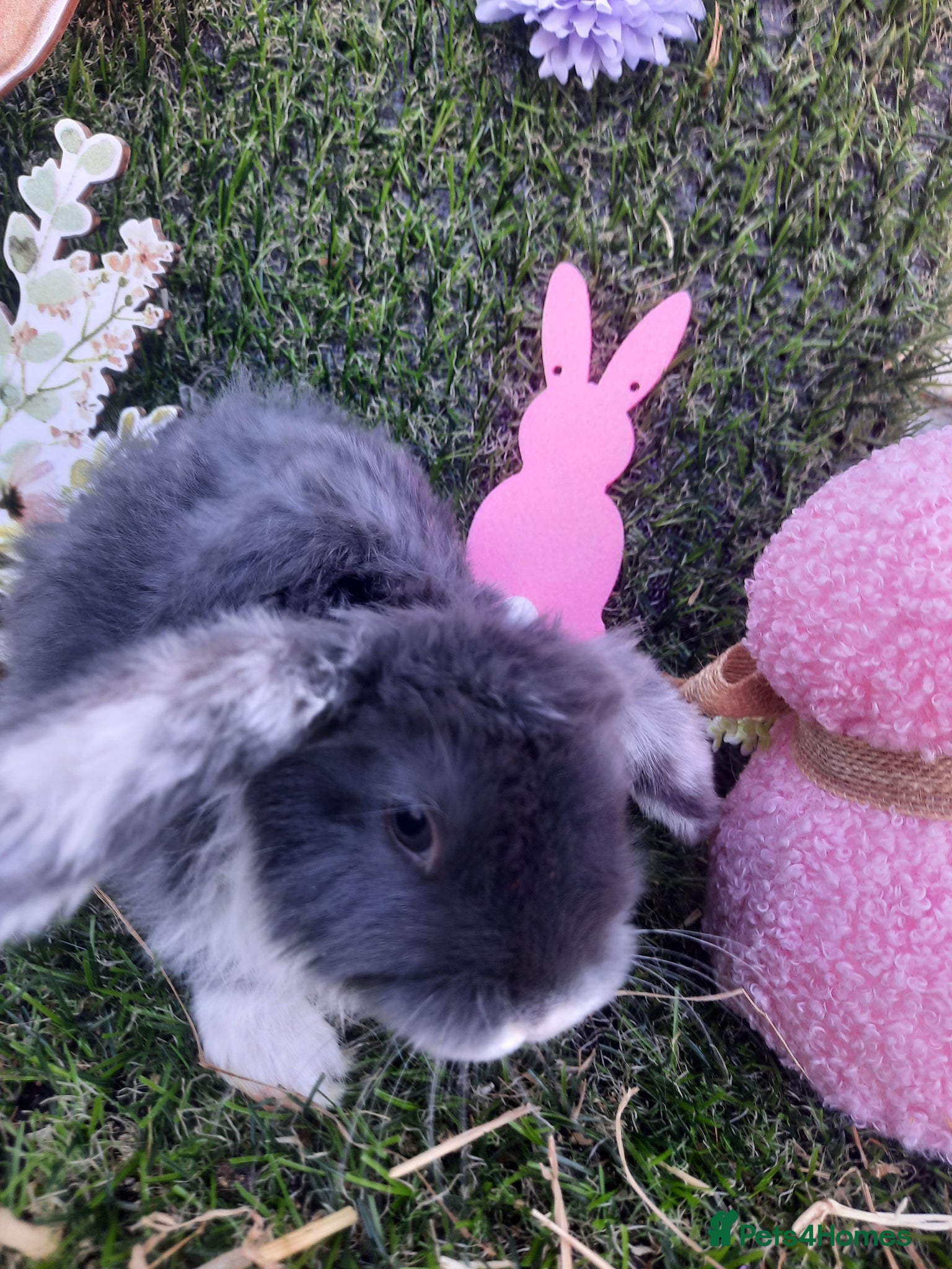 Mini Lop rabbits Mini lop babies for sale - Advert 5