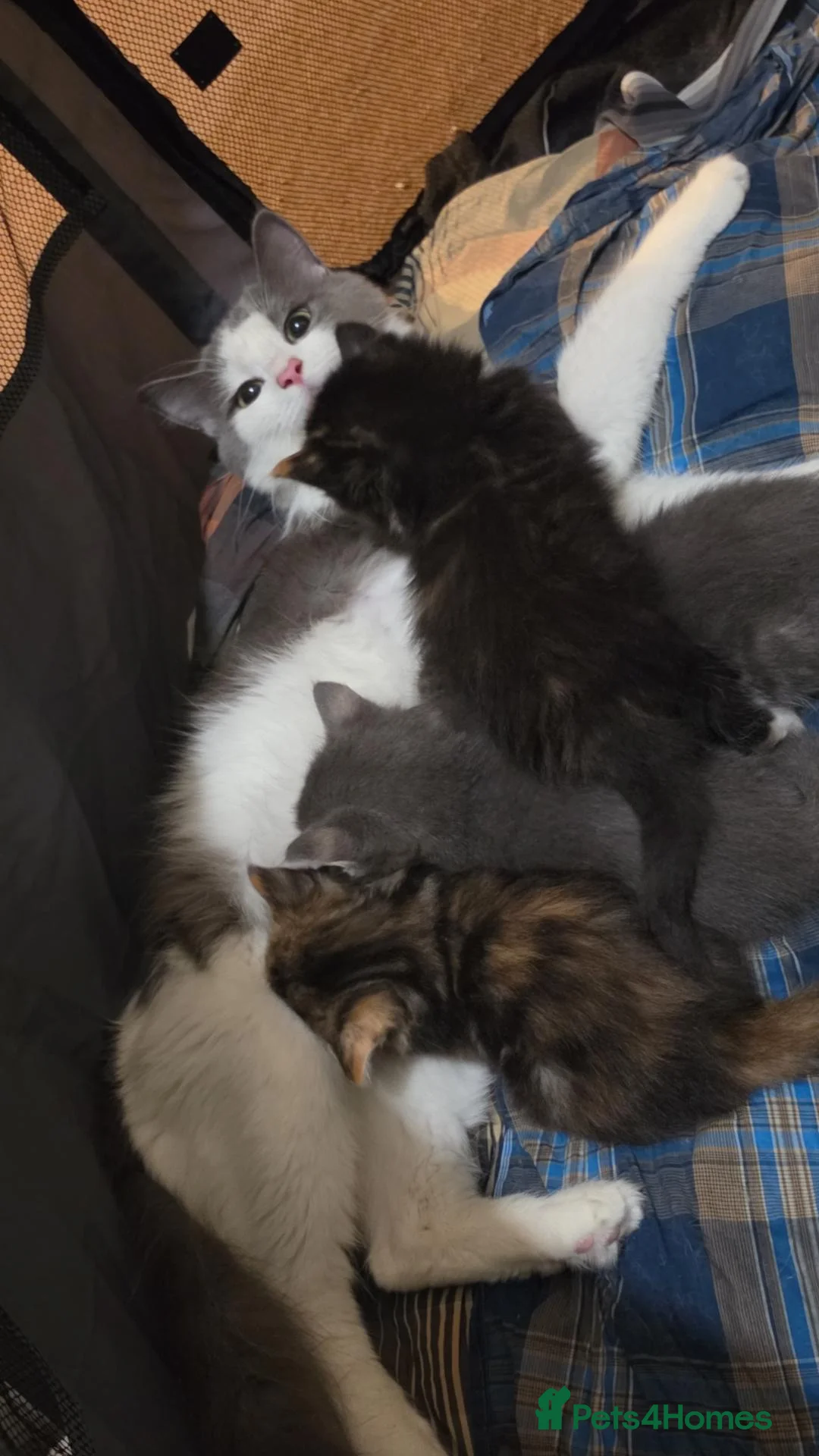 Mixed Breed cats for sale: Bengal x Ragdoll kitten  in Cardiff - Advert 2