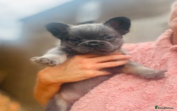 French Bulldog dogs for sale: Full Fluffy KC French bulldog Pupps 2 boys 1 girl  - Image 14