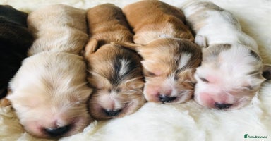 Cocker Spaniel dogs - Advert 13