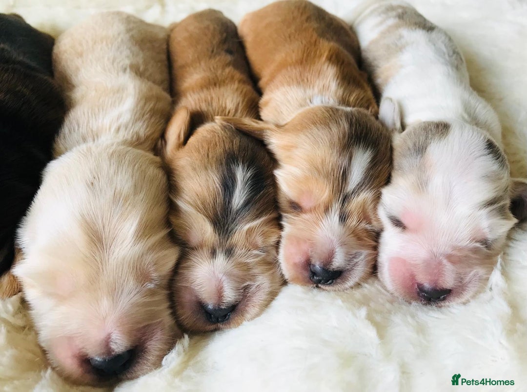 Cocker Spaniel dogs for sale: Show Type Health Tested, KC Reg puppies  - Image 4