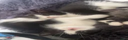 Mixed Breed cats for sale: kittens - Advert 3