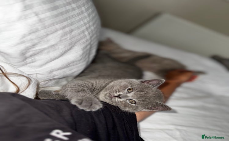 British Shorthair cats - Advert 1
