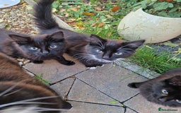 British Longhair cats for sale: Kittens Looking for Loving Homes 🐾 30£ - Image 1